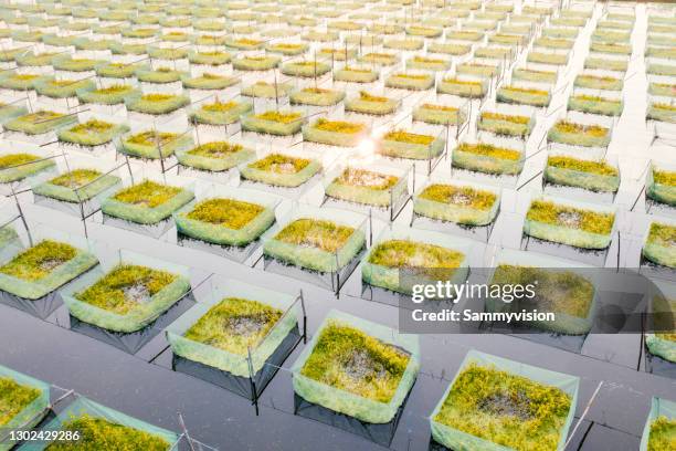 aerial view of fish farming - meeresalge stock-fotos und bilder