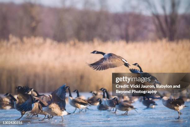 artistic view of flock of geese on frozen pond in early morning in pennsylvania - water bird imagens e fotografias de stock