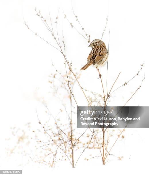 beautiful high key of sparrow perched on branch in snow - mus stockfoto's en -beelden