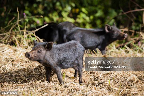 feral pigs - animal perdido imagens e fotografias de stock