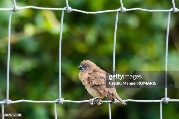 chestnut munia - hanalei national wildlife refuge stock pictures, royalty-free photos & images