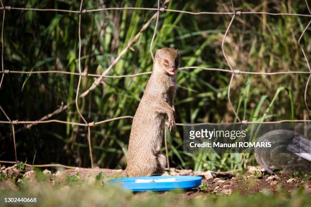hawaiian mongoose - mongoose stockfoto's en -beelden