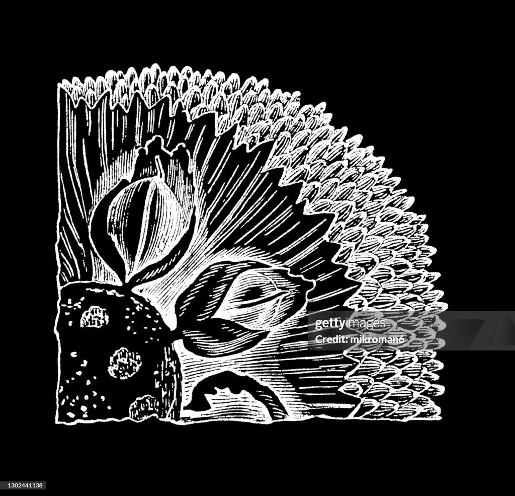 Old engraved illustration of Botany, Breadfruit (Artocarpus altilis)