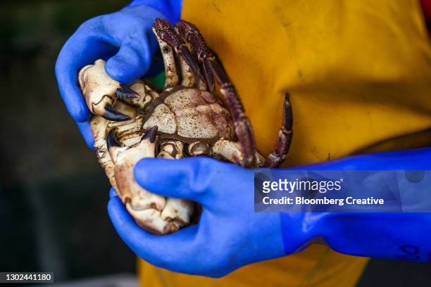 fresh crabs - brown glove stockfoto's en -beelden