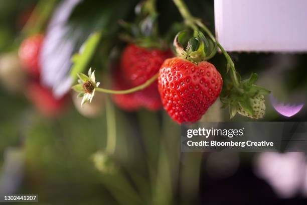 harvesting fresh strawberries - ripe stock pictures, royalty-free photos & images