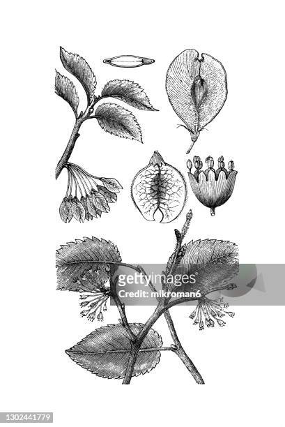 old engraved illustration of european white elm, fluttering elm, spreading elm, stately elm (ulmus laevis pall.) - ulmaceae stock pictures, royalty-free photos & images