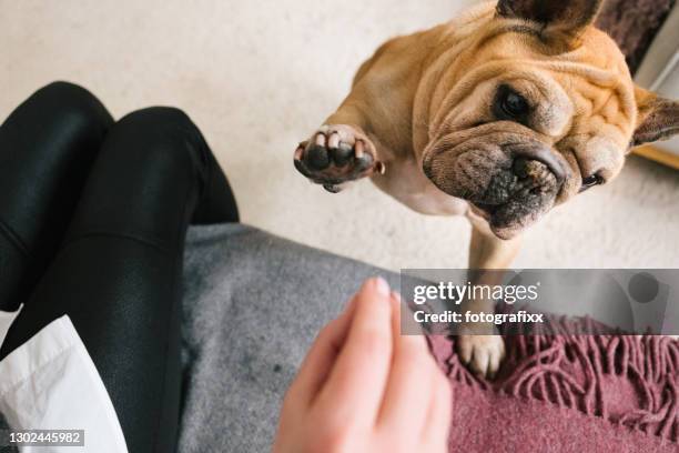 dag in het leven: senior bulldog sprong voor de traktaties - begging animal behavior stockfoto's en -beelden