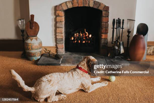 sandy coloured cockapoo lies in front of an open fire looking at his tennis ball - haardvuur stockfoto's en -beelden