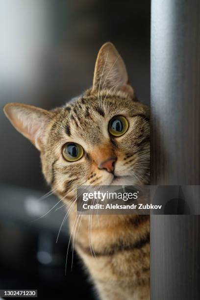 a domestic gray tabby cat with an orange nose peeks around the corner. a smart kitten looks at the camera. - 2021 a funny thing 個照片及圖片檔