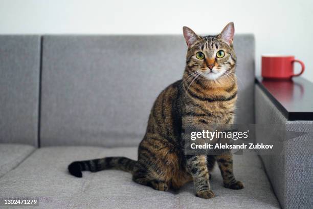 a domestic gray tabby cat with an orange nose is sitting on the couch, looking at the camera. next to it is a mug of tea or coffee. - fluffy cat stock pictures, royalty-free photos & images