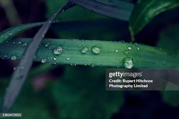 commbank - dark mode wallpaper - grass close up stock pictures, royalty-free photos & images