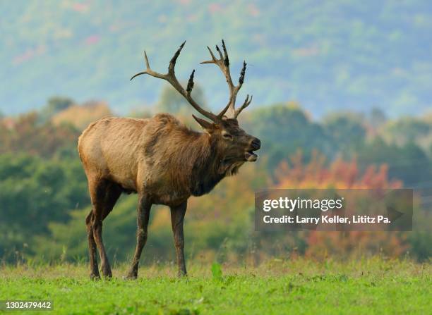 Elk In Fall Bull Elk Photos and Premium High Res Pictures - Getty Images