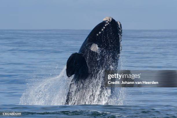 breaching - hermanus stock pictures, royalty-free photos & images