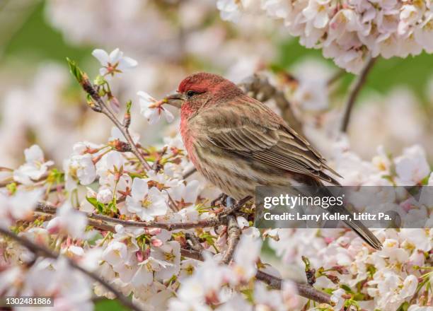 house finch eating cherry blossoms - house finch stockfoto's en -beelden