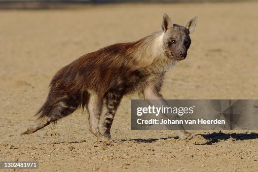 Loping High-Res Stock Photo - Getty Images