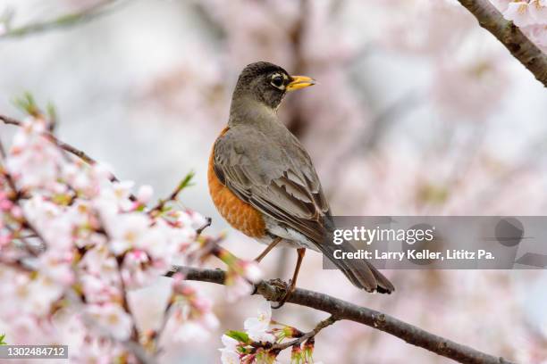 american robin in a cherry tree - american robin stock pictures, royalty-free photos & images