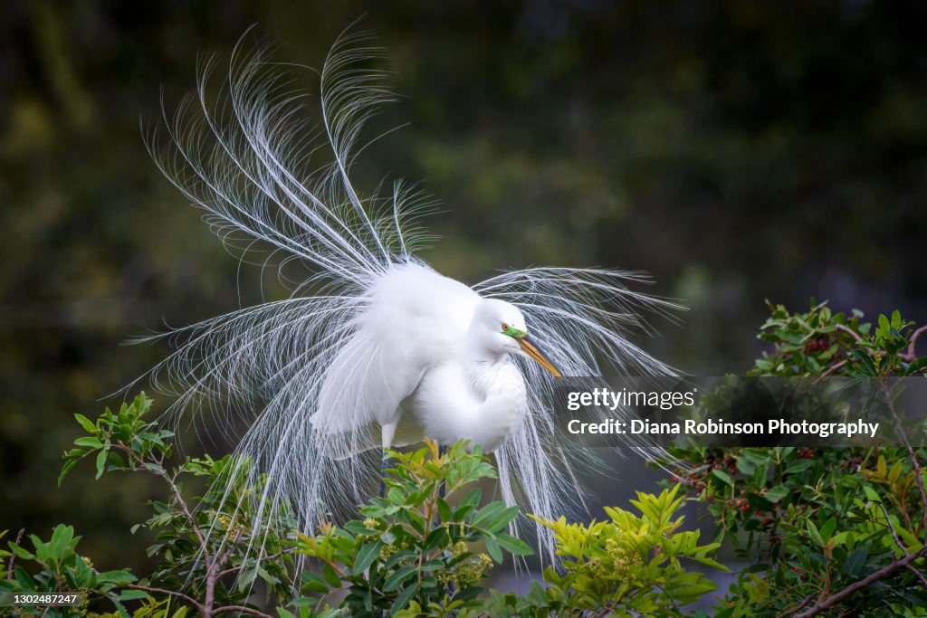 Wind blowing the silky breeding plumage of a nesting Great Egret at Audubon Venice Rookery, Venice, Florida