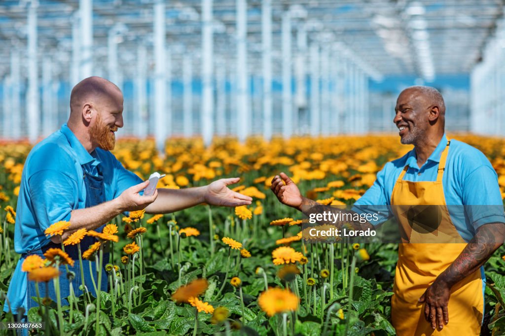 Twee gerbera kasarbeiders