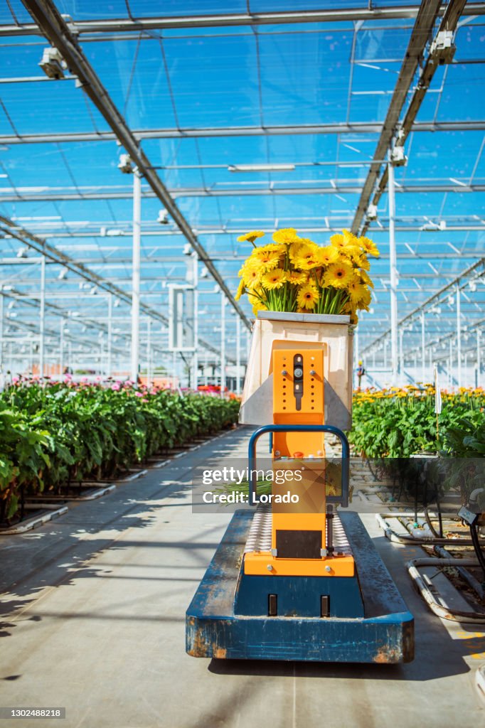 Een Gerbera Bloemenkas in Nederland