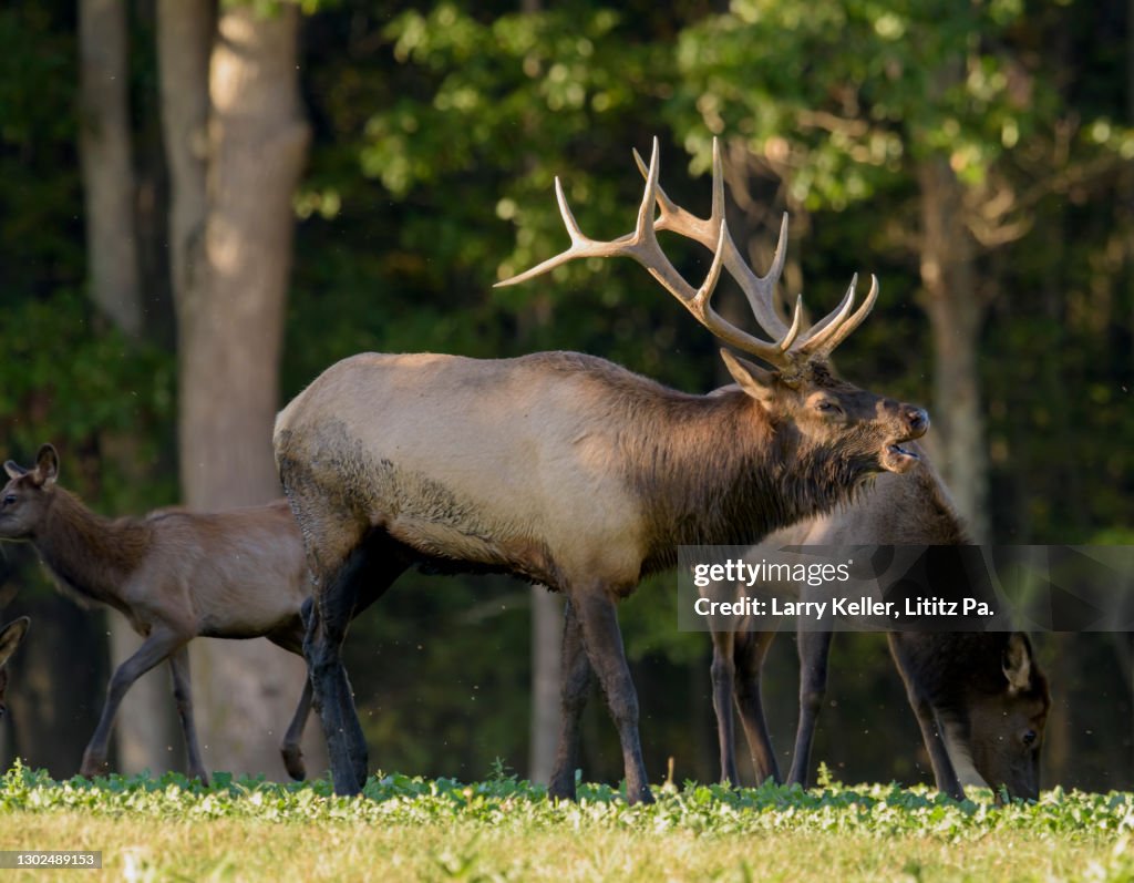 Elk In Fall Bull Elk In The Fall Rut High-Res Stock Photo - Getty Images