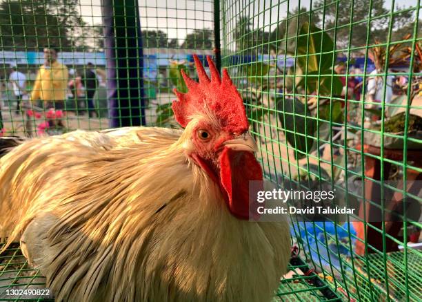 a chicken displayed in a cage - white meat stock pictures, royalty-free photos & images