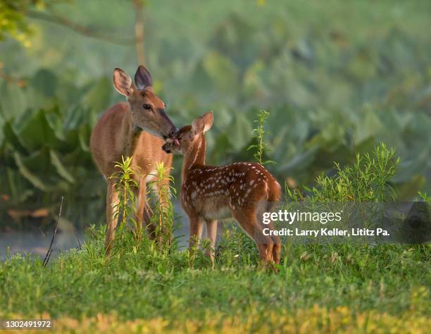 whitetail doe and fawn by the lake - reekalf stockfoto's en -beelden