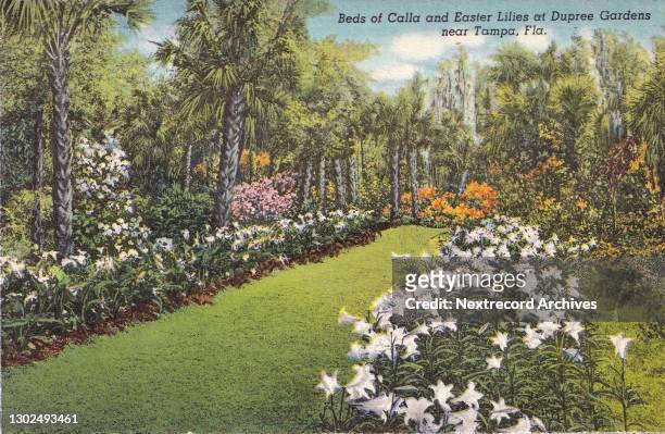 Vintage linen postcard published in 1942 from series depicting titled 'Colorful Florida Attractions' for travelers and tourist, here a view of one of...