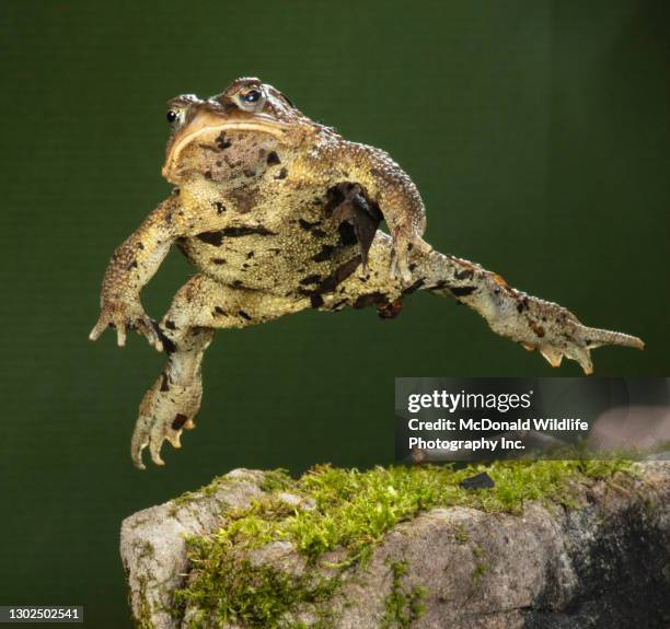 233 Toad Jumping Stock Photos, High-Res Pictures, and Images - Getty Images
