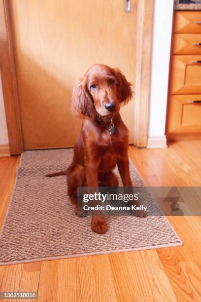 adorable bright eyed irish setter puppy sitting up - irischer setter stock-fotos und bilder