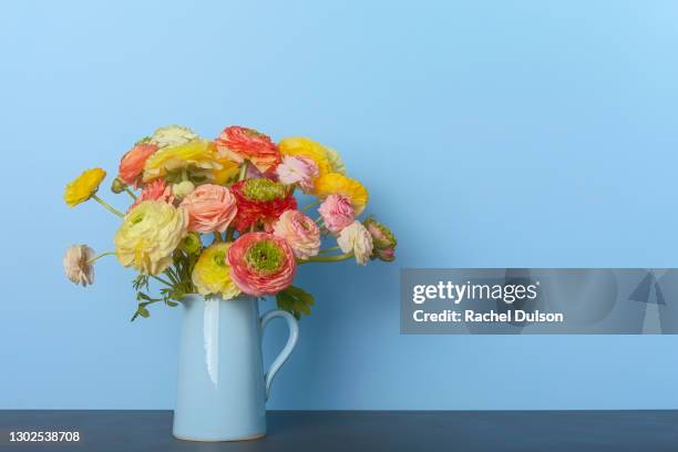 colourful ranunculus flowers - ranúnculo - fotografias e filmes do acervo