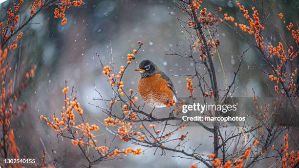 american robin in winter, (turdus migratorius), american robin in winter. - quebec birds stock pictures, royalty-free photos & images