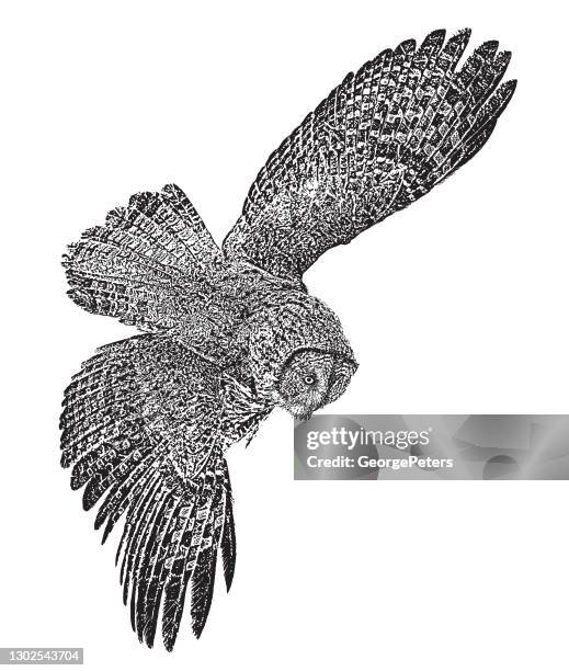 stockillustraties, clipart, cartoons en iconen met grote grijze uil die vliegt - uil