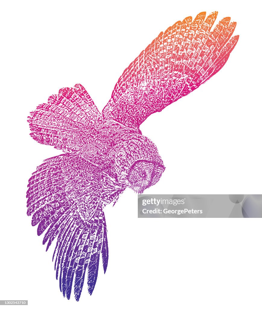 Great gray owl flying