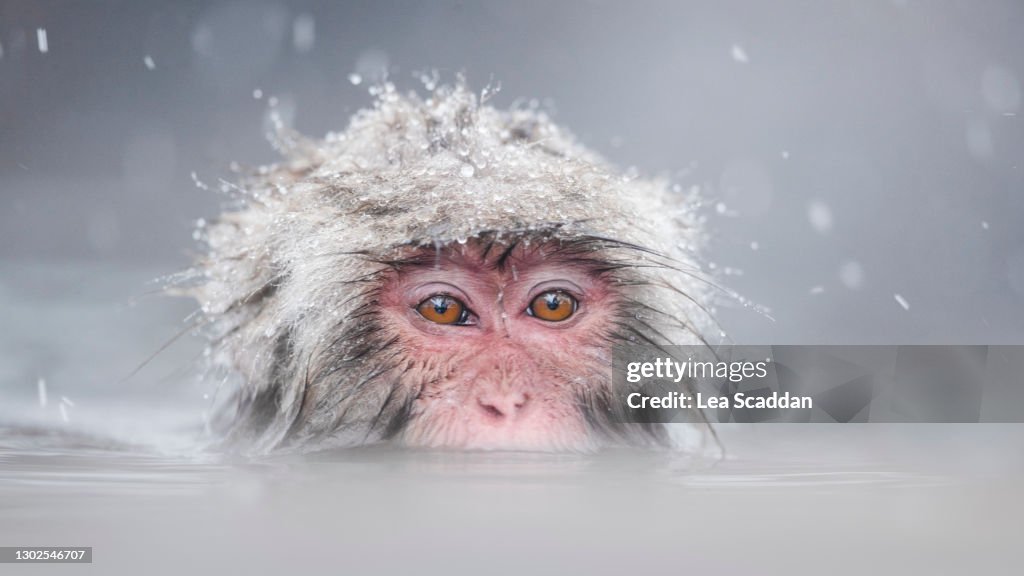 Snow monkey