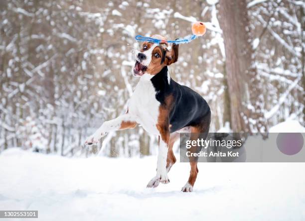 hamilton's hound dog is playing with a ball - dog agility stock pictures, royalty-free photos & images