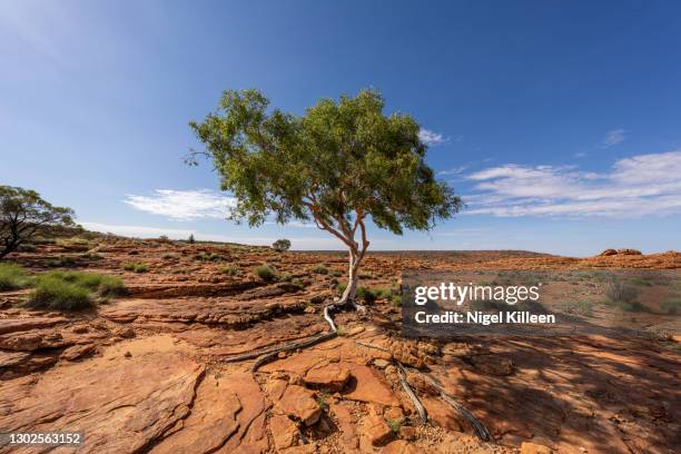 kings canyon, australia - single tree stock pictures, royalty-free photos & images