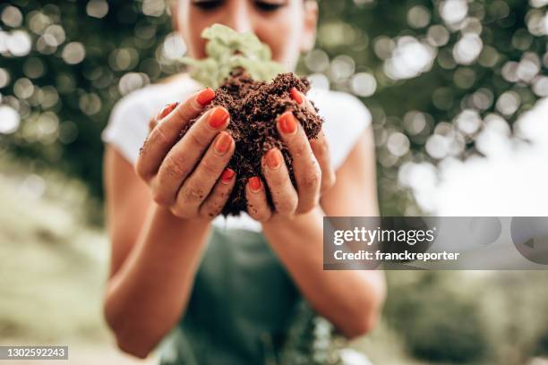 cuidando de la planta - sembrar fotografías e imágenes de stock