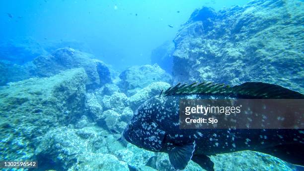 dusky grouper (epinephelus marginatus) nageant de la côte au large de l’île de madère - mérou photos et images de collection