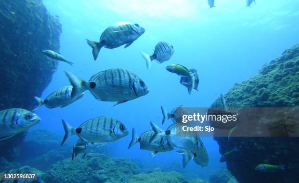 Shargo Fish 92 Striped Seabream Stock Photos, High-Res Pictures, and Images - Getty ...