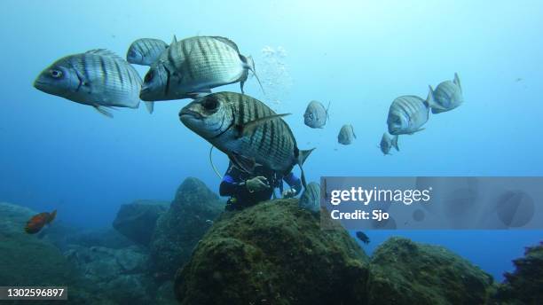 Shargo Fish Madeira School Photos and Premium High Res Pictures - Getty Images