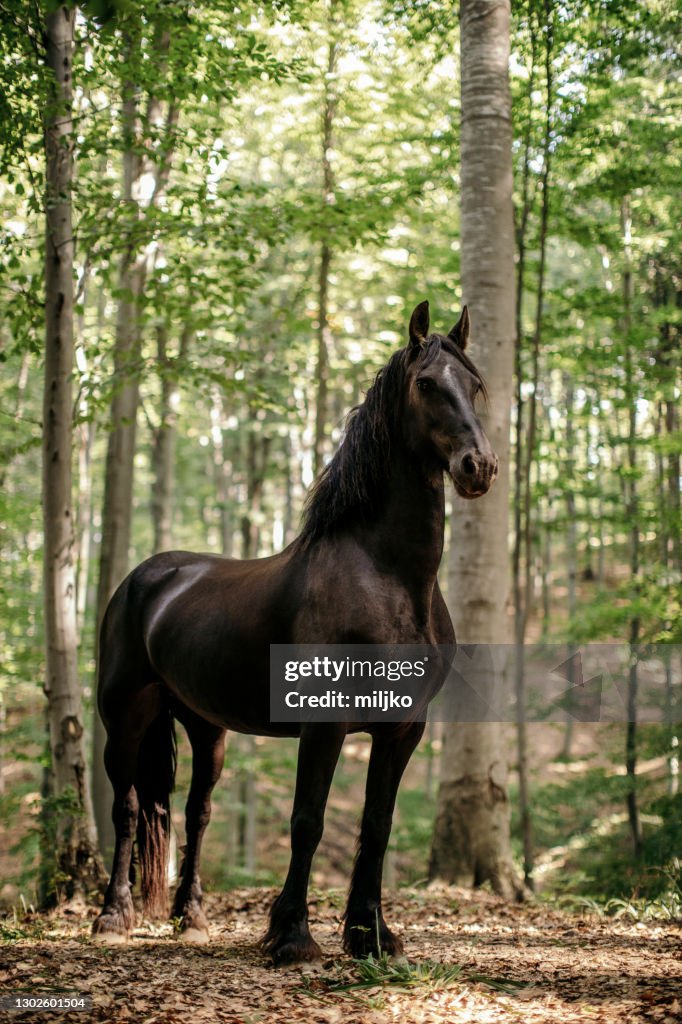 Bellissimo cavallo scuro nei boschi