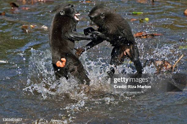 crested macaque - celebes macaque stock pictures, royalty-free photos & images