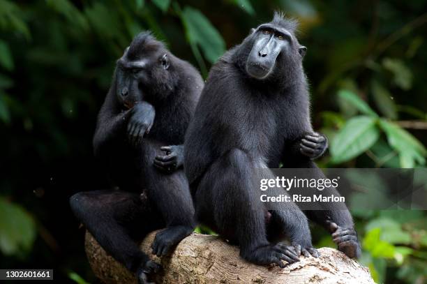 crested macaque - celebes macaque stock pictures, royalty-free photos & images