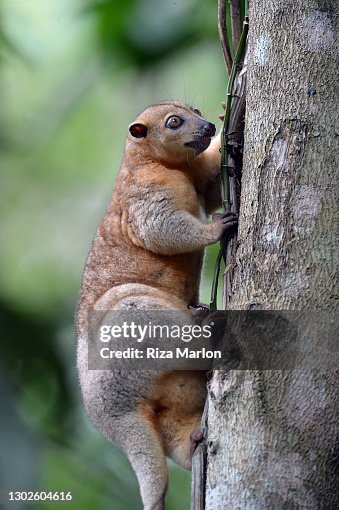 Halmahera Cuscus Halmahera Cuscus