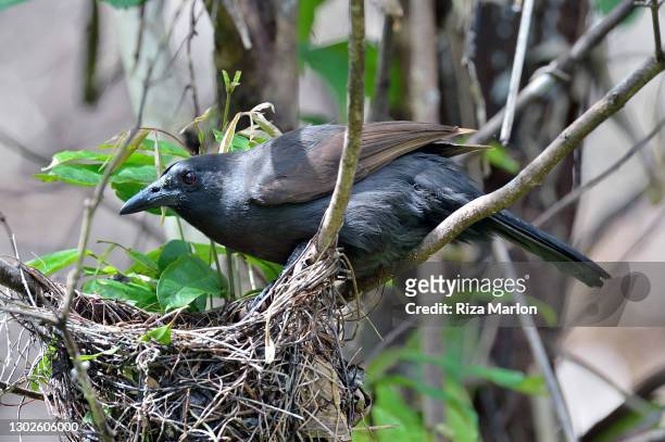 halmahera paradise-crow - birds nest ストックフォトと画像