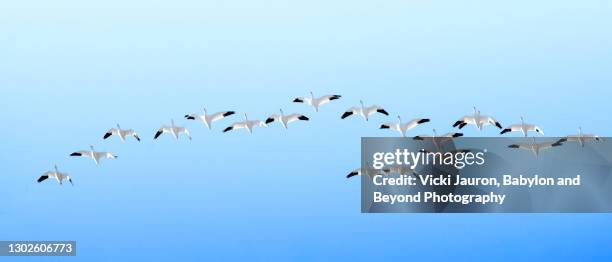 dramatic close up of flock of snow geese in flight against blue sky in pennsylvania - geese flying formation stock pictures, royalty-free photos & images