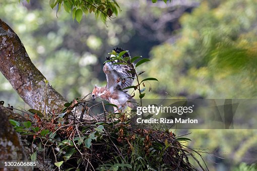 Javan Hawk-Eagle Javan Hawk-Eagle