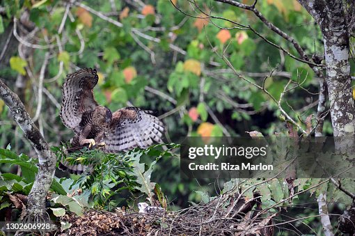 Javan Hawk-Eagle Javan Hawk-Eagle