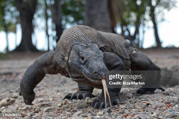 komodo dragon - komodo island stock pictures, royalty-free photos & images