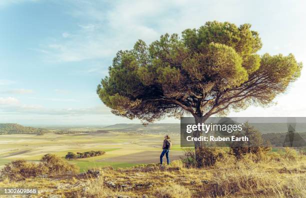 hiking woman looking at the landscape next to a pine tree - the tree of life stock pictures, royalty-free photos & images